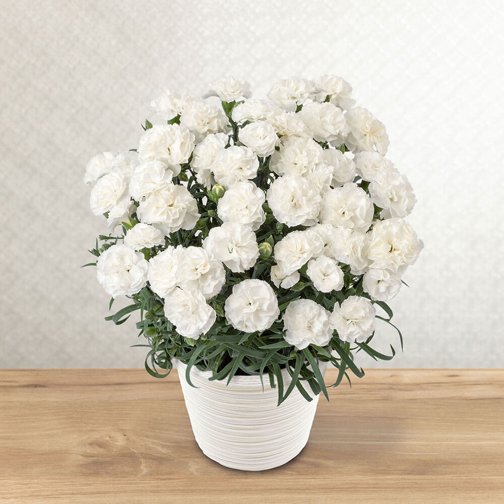 ���A���u���ꂳ����ÂԔ����J�[�l�[�V�����v