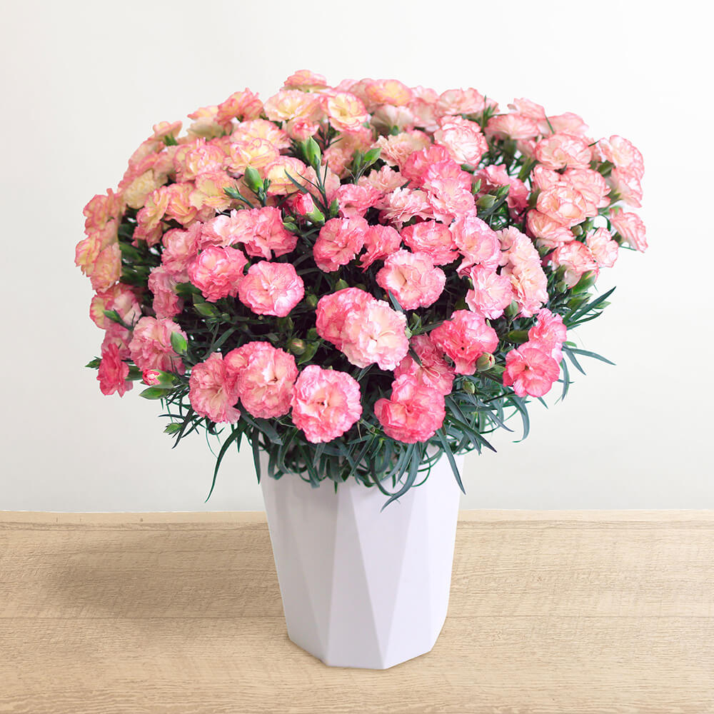 ��̓��@���A���u���v�ۂ���̃v���~�A���J�[�l�[�V�����@�p�X�e���~�b�N�X�v