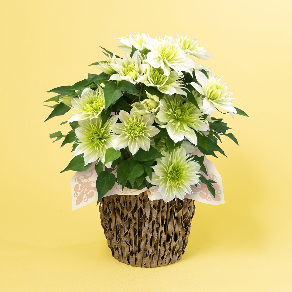 母の日　鉢植え「八重咲きクレマチス　華川」