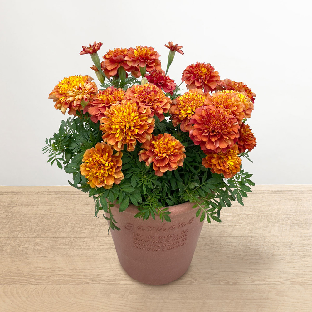 母の日　鉢植え「色が変わるフレンチマリーゴールド」
