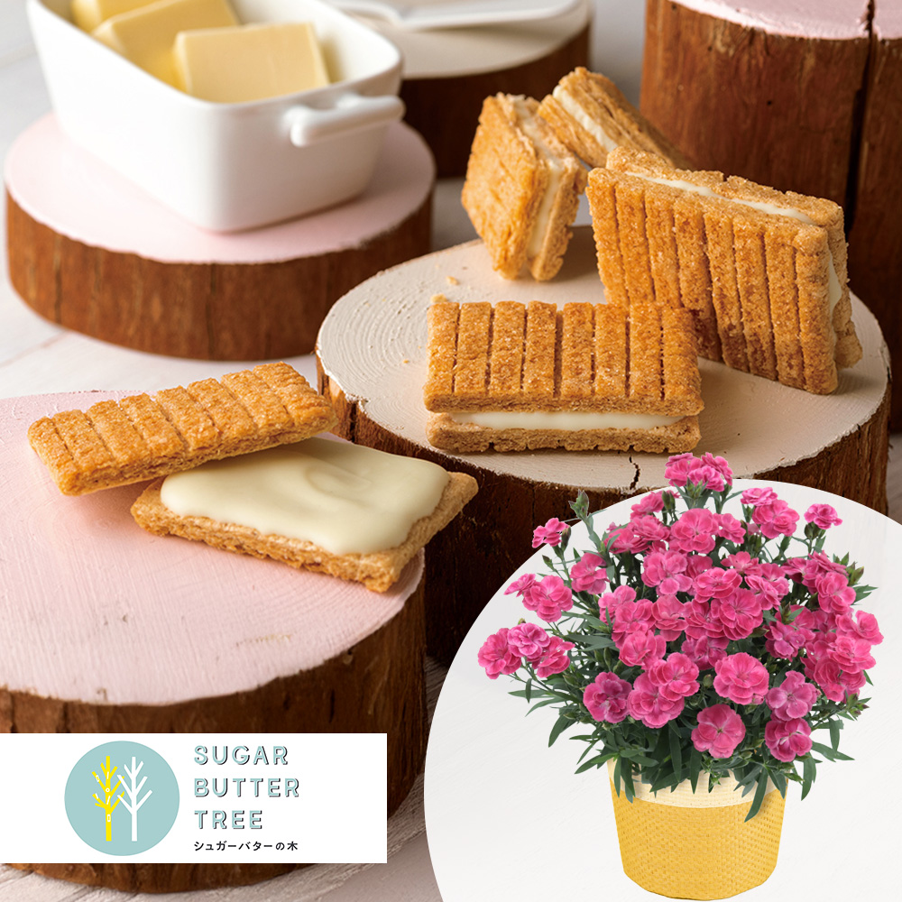 ��̓��@���A���Z�b�g�u�V���K�[�o�^�[�̖؁@�V���K�[�o�^�[�T���h�̖؁v