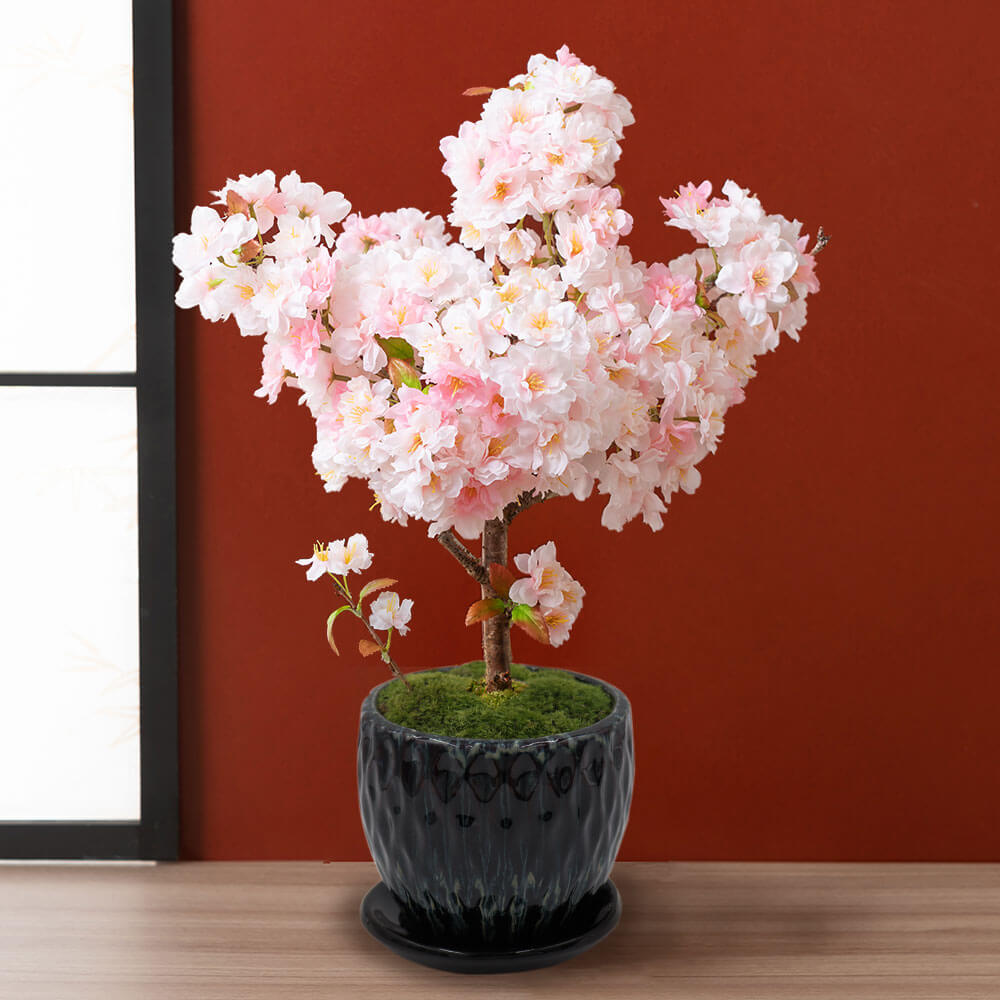 桜 南殿桜 寄れ (ナンデンザクラ サクラ) 盆栽 奥行14cm 横幅