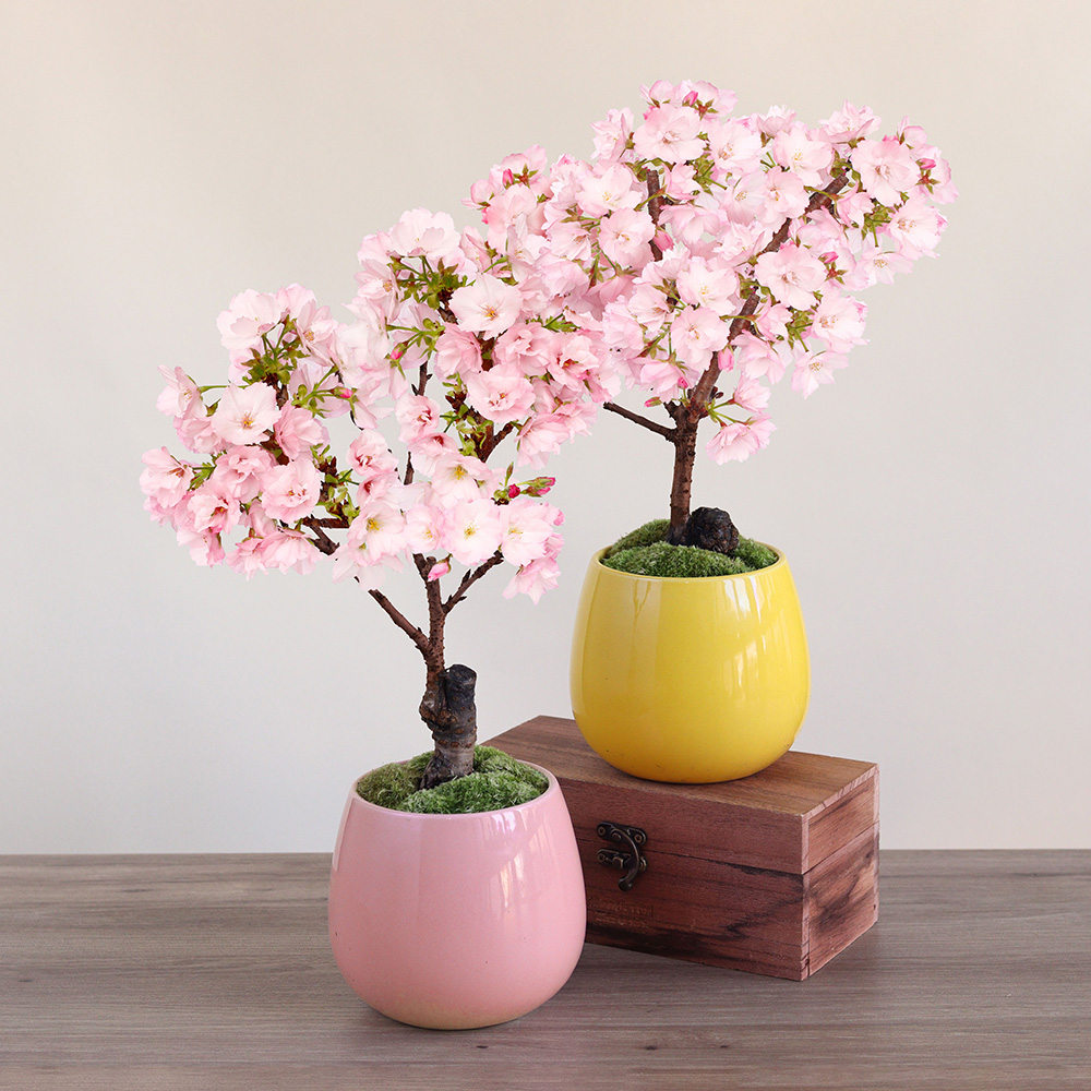 �~�́u�͂�Ȃ���@�I�ׂ�2�F�v