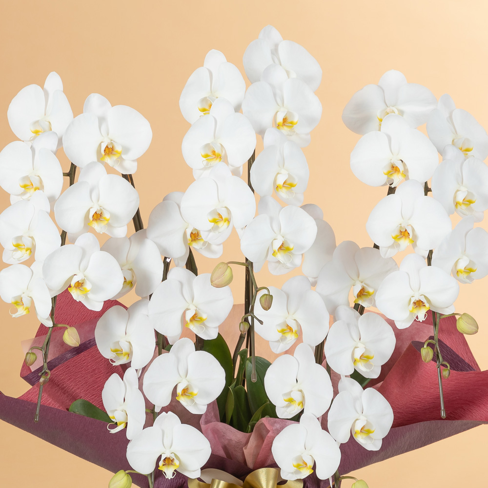 お買い得！SALE！不揃い商品　輪花小鉢19個10cm位　Y お買い得！SALE！不揃い商品 輪花小鉢19個10cm位 Y