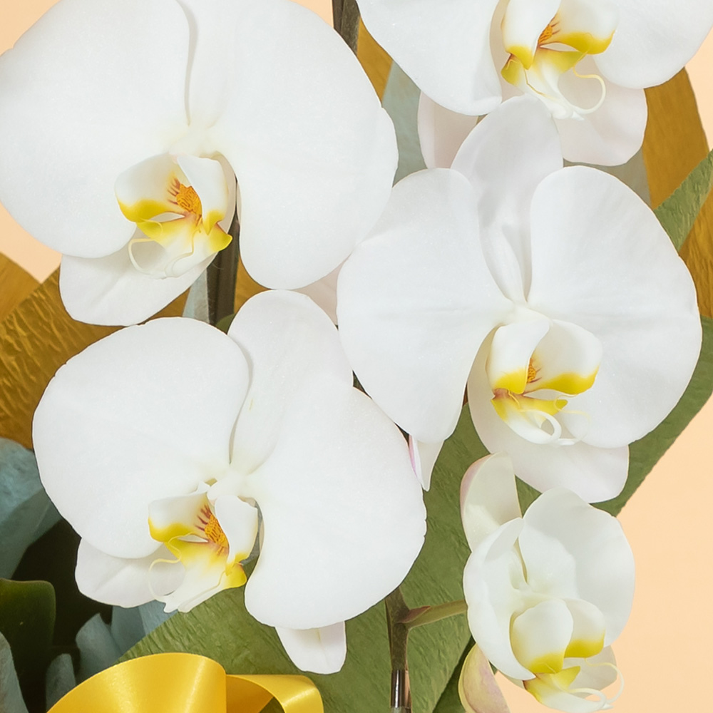 ファレノプシス（胡蝶蘭）とアイビーの鉢花 ファレノプシス（胡蝶蘭）とアイビーの鉢花 ファレノプシス(胡蝶