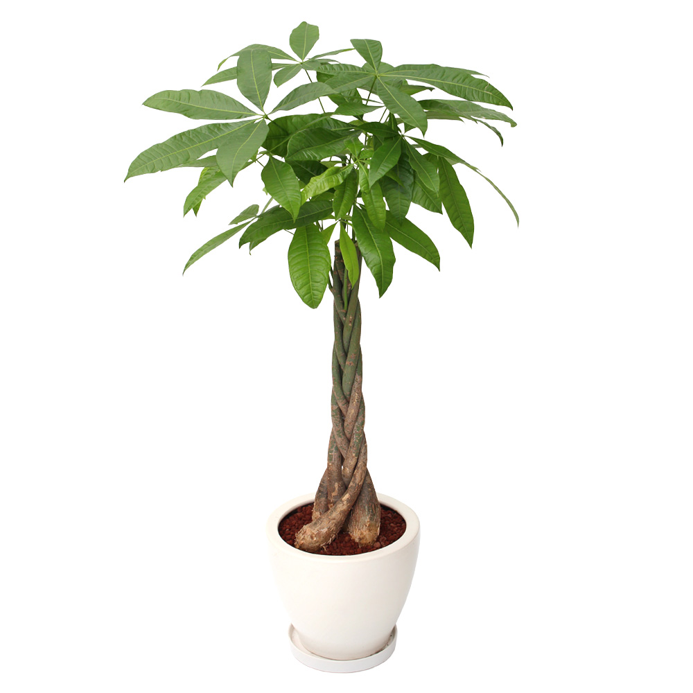 観葉植物「パキラ8号　陶器鉢」