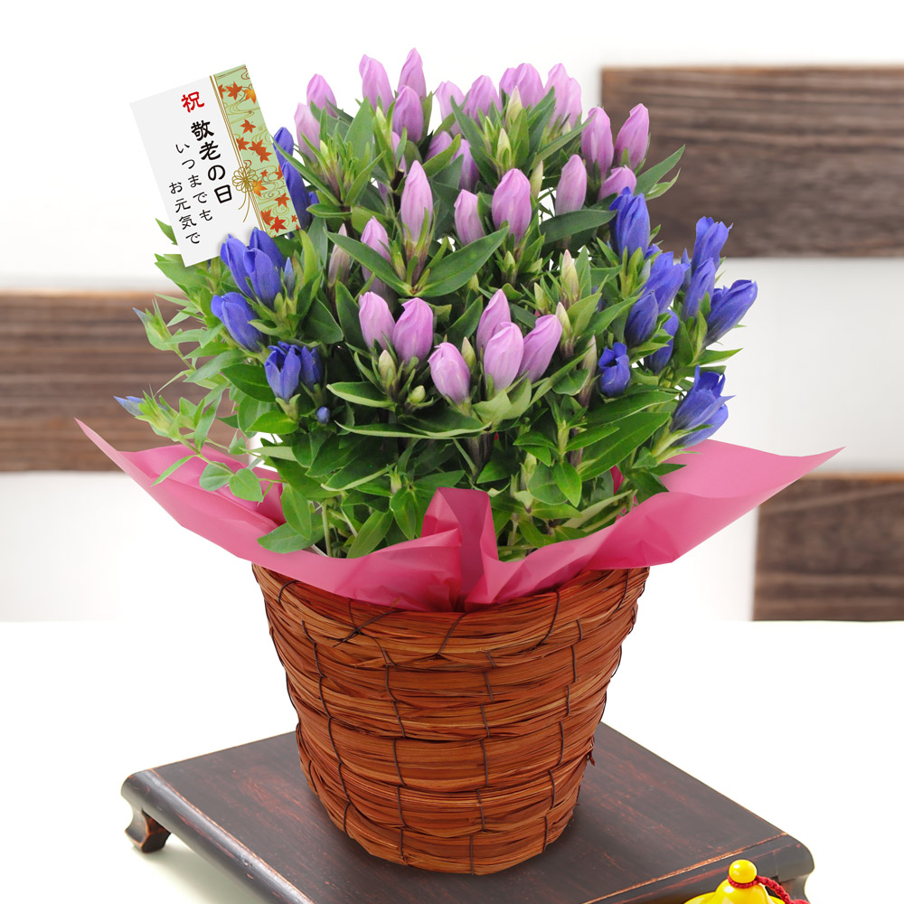 鉢植え「リンドウ花鉢」が人気｜敬老の日プレゼント
