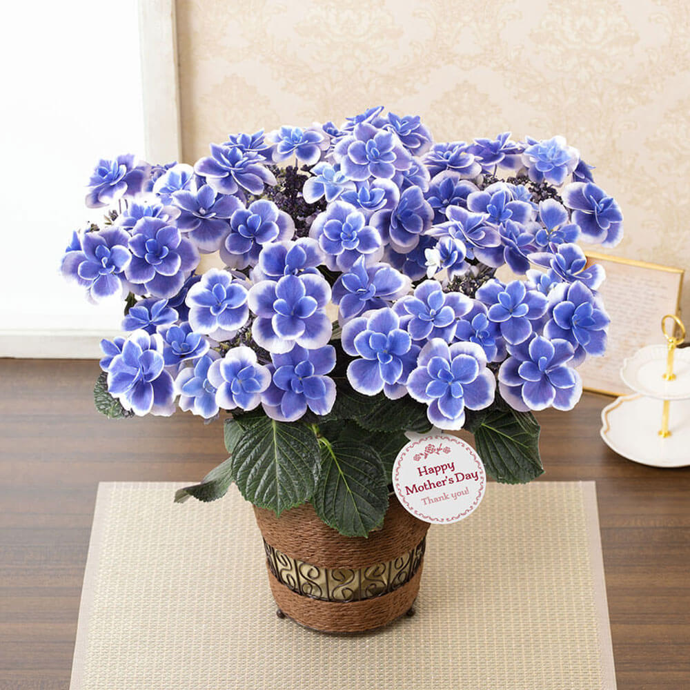 ＜千趣会イイハナ＞【母の日ギフト】アジサイの鉢植え（5号）、アジサイ ドリップブルー、数量限定！藍染めのような美しい色合い画像