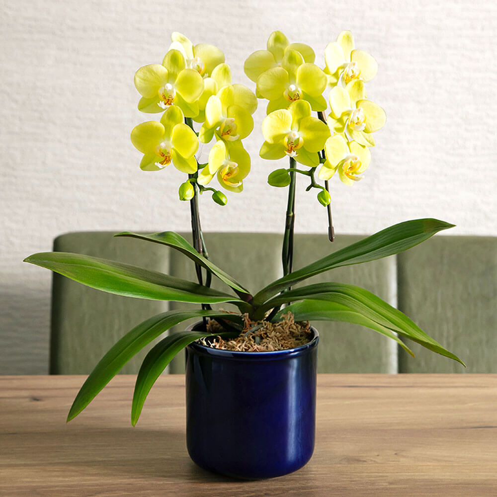 【父の日】鉢植え／花ギフト｜イイハナ・ドットコム 父の日 鉢植え「幸せの黄色い胡蝶蘭」｜出荷実績300万件以上、13時までのご注文は最短翌日お届け(一部商品は除きます）。インターネットで24時間受付中。e87.com