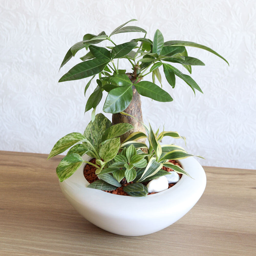 【父の日】観葉植物・寄せ植え／花ギフト｜イイハナ・ドットコム 父の日 寄せ植え「フレッシュ・グリーン・プランツ」｜出荷実績300万件以上、13時までのご注文は最短翌日お届け(一部商品は除きます）。インターネットで24時間受付中。e87.com
