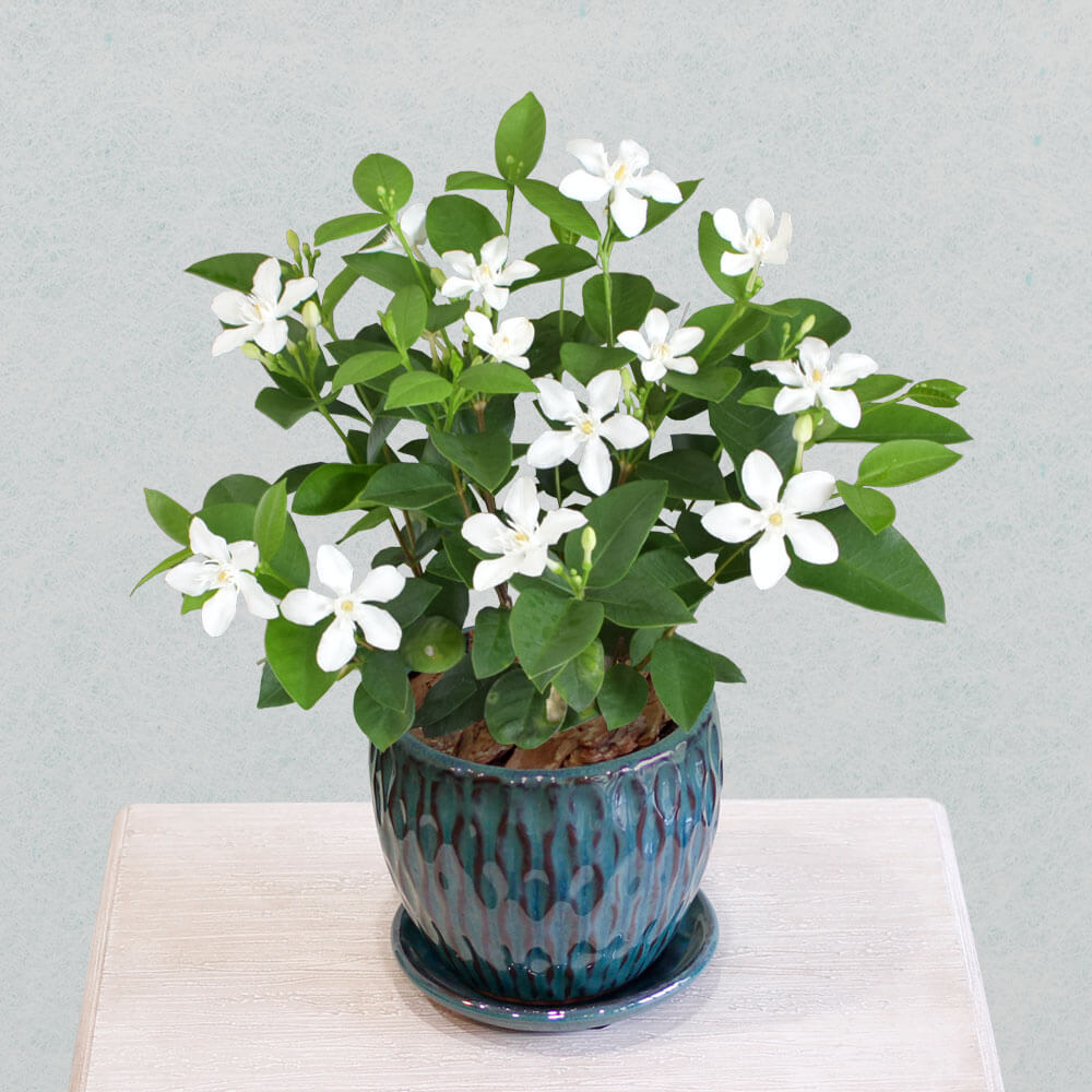 【父の日】鉢植え／花ギフト｜イイハナ・ドットコム 父の日 鉢植え「セイロンライティア」｜出荷実績300万件以上、13時までのご注文は最短翌日お届け(一部商品は除きます）。インターネットで24時間受付中。e87.com