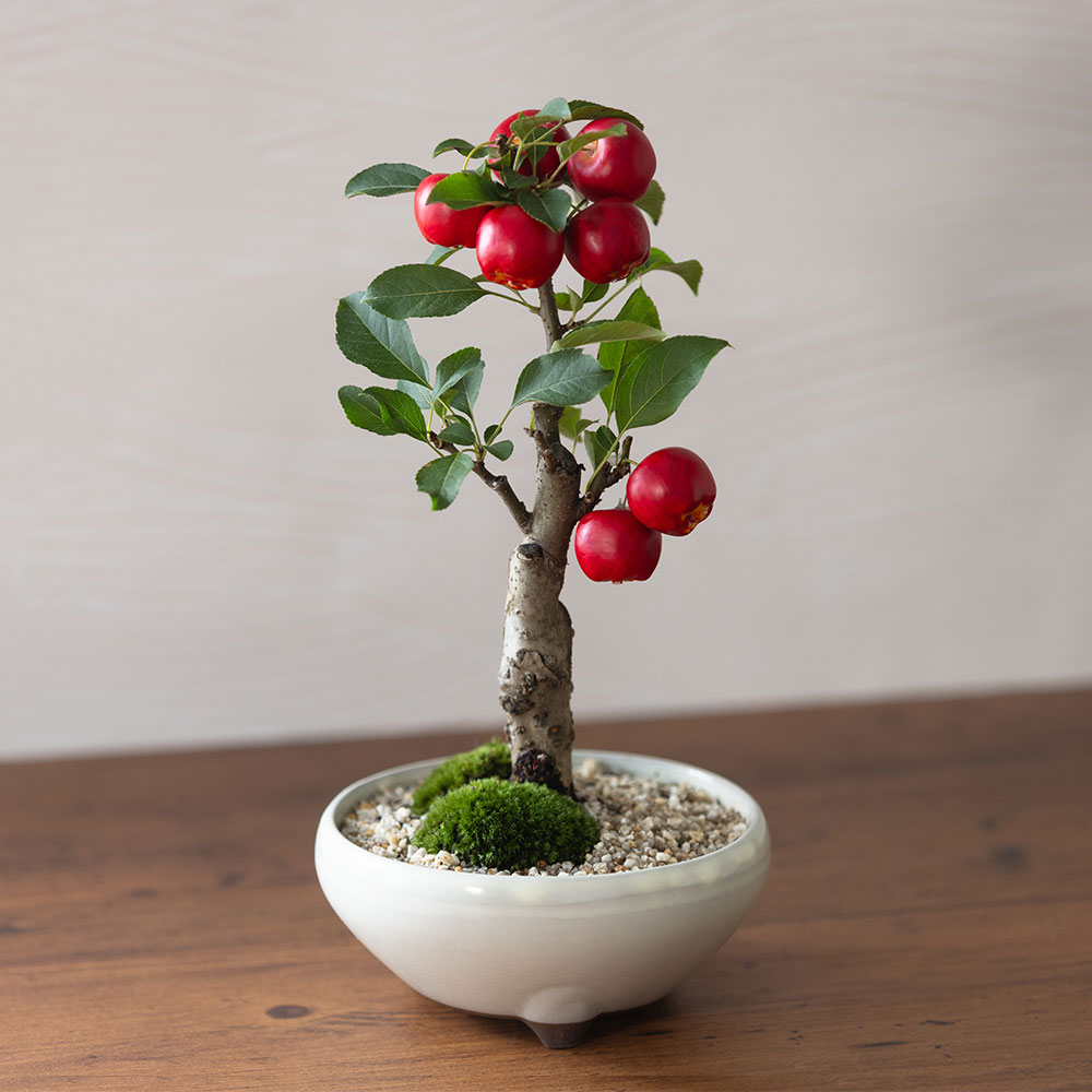 浩山 盆栽鉢 長方