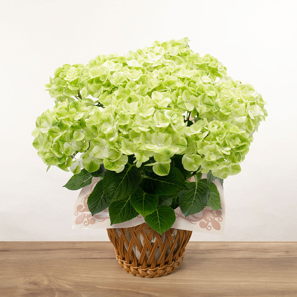 【母の日】アジサイの鉢植え/花ギフト・プレゼント|イイハナ・ドットコム(花ギフトの専門店)|母の日 鉢植え「アジサイ グリーンラテ」|出荷実績300万件以上、13時までのご注文は最短翌日お届け(一部商品は除きます)。インターネットで24時間受付中。千趣会(ベルメゾン)のお花屋さん e87.com