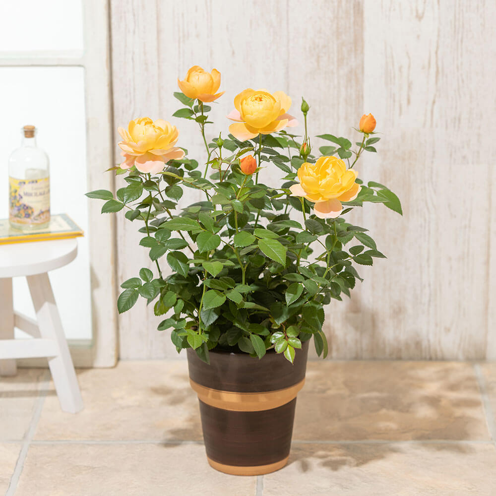 【母の日】バラの鉢植え/花ギフト・プレゼント｜イイハナ・ドットコム（花ギフトの専門店）｜母の日 鉢植え「ミニバラ ジューシーテラッツァ」｜出荷実績300万件以上、13時までのご注文は最短翌日お届け(一部商品は除きます）。インターネットで24時間受付中。千趣会（ベルメゾン）のお花屋さん e87.com