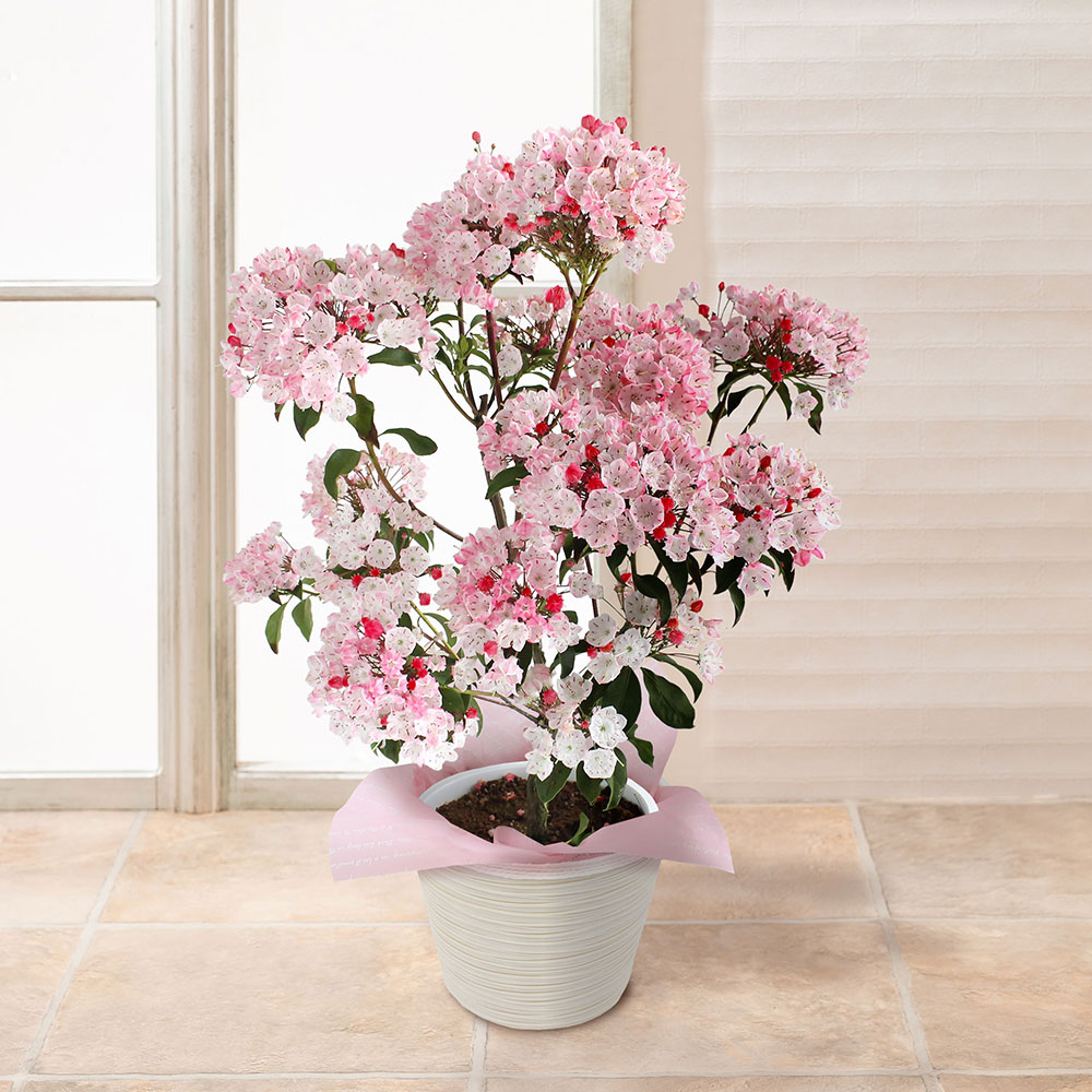 【母の日】カルミアの鉢植え/花ギフト・プレゼント|イイハナ・ドットコム(花ギフトの専門店)|母の日 鉢植え「カルミア オスボレッド」|出荷実績300万件以上、13時までのご注文は最短翌日お届け(一部商品は除きます)。インターネットで24時間受付中。千趣会(ベルメゾン)のお花屋さん e87.com