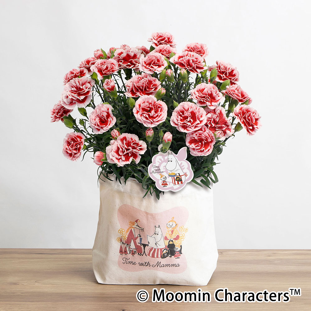 『心温まる瞬間をカーネーションと共に』感謝の気持ちを象徴する花言葉を持つカーネーションと人気キャラクタームーミンのトートバックが奇跡のコラボ。 カーネーションは、優れた新品種を表彰する『ジャパン・フラ