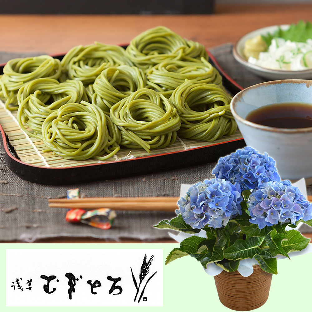 【父の日】茶そばと鉢植え/花ギフト・プレゼント｜イイハナ・ドットコム（花ギフトの専門店）｜父の日 アジサイ鉢植えセット「浅草むぎとろ 茶そば」｜出荷実績300万件以上、13時までのご注文は最短翌日お届け(一部商品は除きます）。インターネットで24時間受付中。千趣会（ベルメゾン）のお花屋さん e87.com