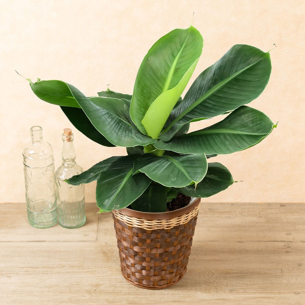 鉢植え 木 花の人気商品 通販 価格比較 価格 Com