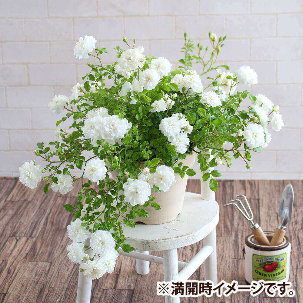 バラ 鉢植え ギフト 農業資材 ガーデニング用品の人気商品 通販 価格比較 価格 Com