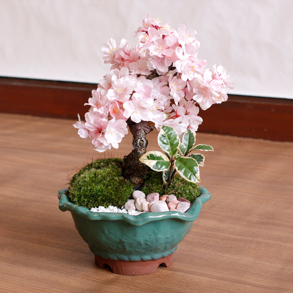 盆栽「華まい桜」
