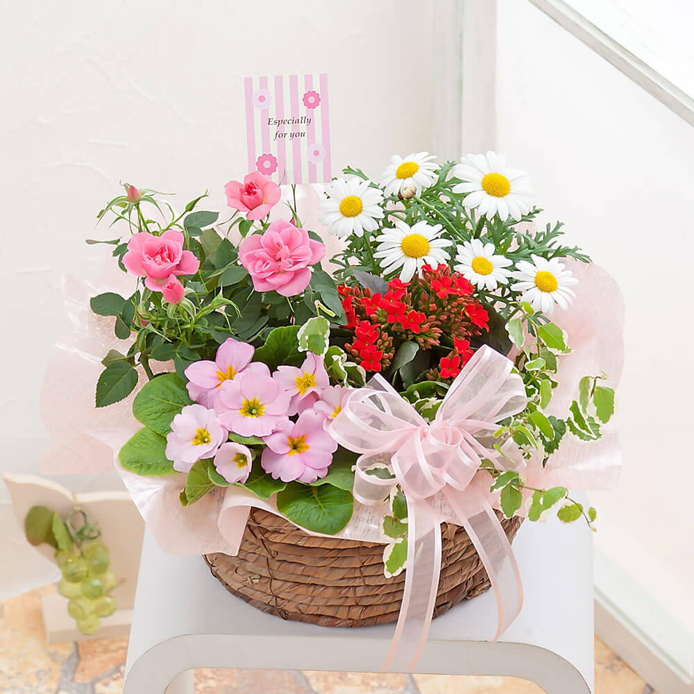 【春限定】プリムラ・ジュリアンやバラの寄せ植え、寄せ鉢「スプリング・ハーモニー」