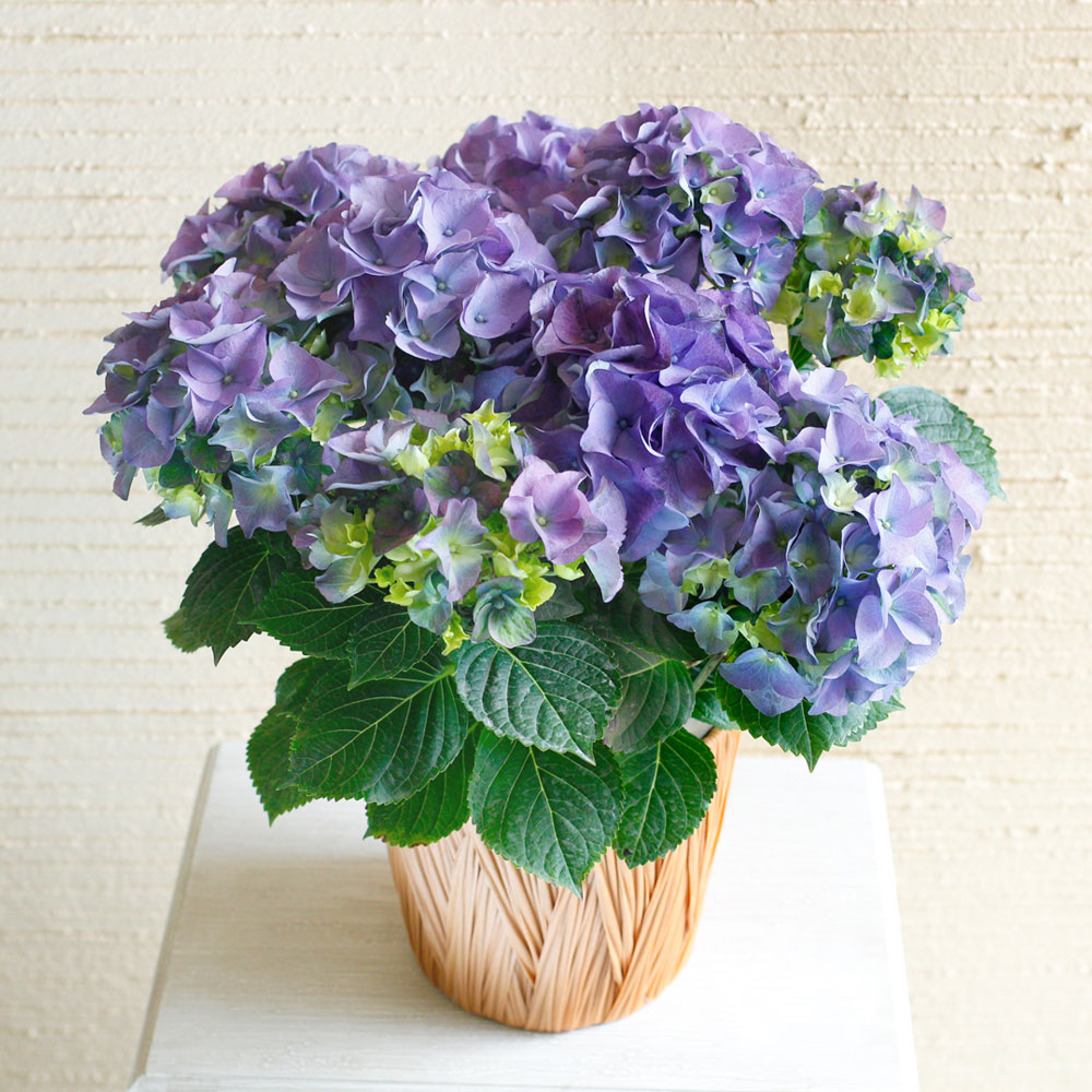 アジサイ 鉢の人気商品 通販 価格比較 価格 Com