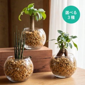 【選べるギフト】観葉植物「土を使わない清潔グリーンの暮らし」