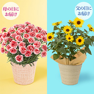 ��̓����̓��@�l�C�̔��A���R���{�u�������z�C�b�v���\���V�[�J�[�̃Z�b�g�v