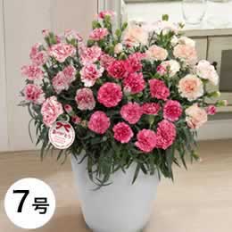 カーネーションの花鉢も 倍 にするとインパクトも倍 日々歳々
