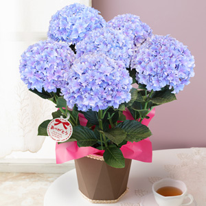 ���A���u�A�W�T�C�@�V�������`�~�X�e�B�[�u���[�`�v