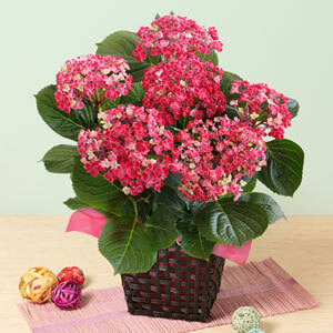 母の日に贈るアジサイの鉢植え 母の日プレゼント ギフト特集21 イイハナ 並び順 価格 安い順