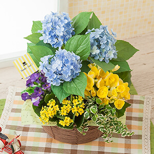 鉢植え 寄せ植え 盆栽 父の日プレゼント ギフト特集21 イイハナ