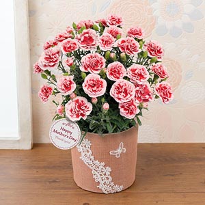 母の日に贈るバラの鉢植え 母の日プレゼント ギフト特集22 イイハナ