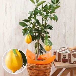 鉢植え「おうち果樹園　レモン」