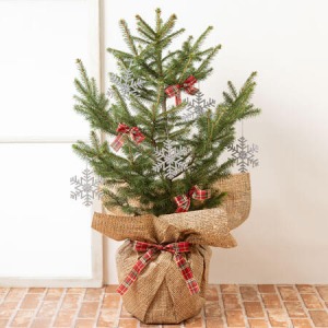 鉢植え「育てるクリスマスツリー　ドイツトウヒ」
