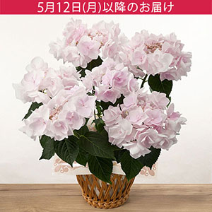 ̓@AuAWTC m[usNv