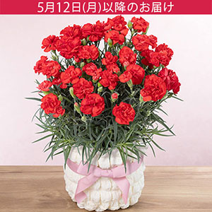 母の日　鉢植え「カーネーション　レッド」