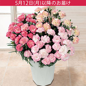 母の日　鉢植え「小久保さんのプレミアムカーネーション　パステルミックス」