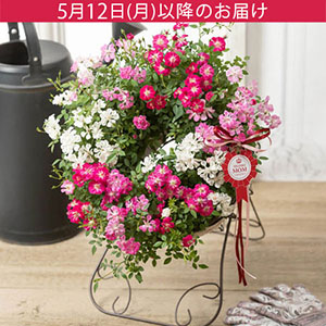 ̓@AuWelcome@Rosev