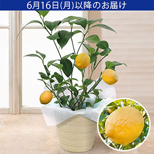 父の日　鉢植え「おうち果樹園　レモン」