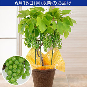 父の日　鉢植え「おうち果樹園　デラウェア」