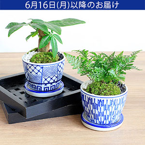 父の日　観葉植物「CHOKO GREEN　シノブ＆パキラ」