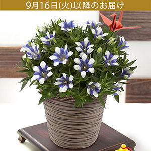 hV̓@Auǂ@v