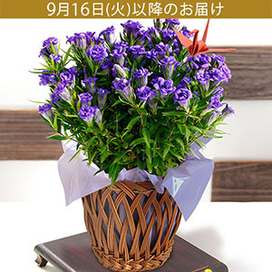 hV̓@Auǂ@Ev