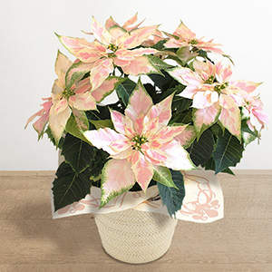 鉢植え「プリンセチア ロゼマーブル」