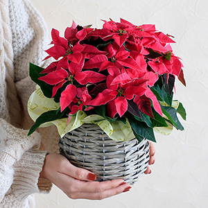 鉢植え「プリンセチア ルージュ」