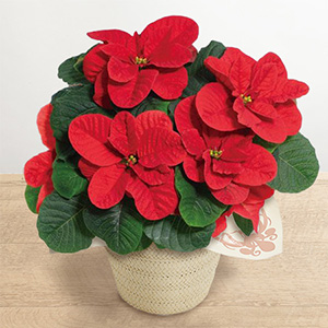 鉢植え「ポインセチア マウス」