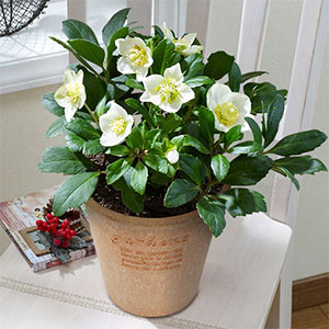 鉢植え「クリスマスローズ ニゲル」