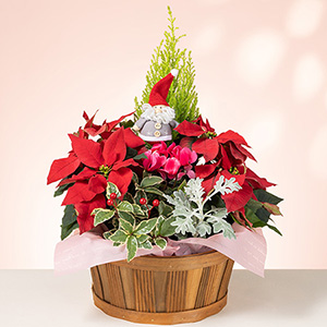 寄せ鉢「サンタのクリスマスガーデン」