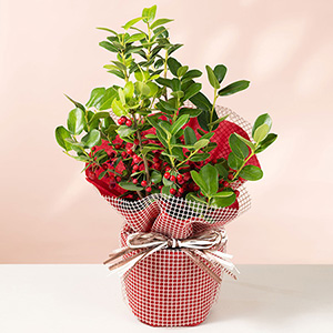 鉢植え「クリスマスホーリー」